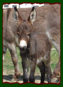 Shorecrests About Tyme aka Ty