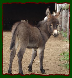 Shorecrests BeDeviled