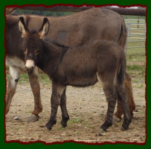 Click photo to enlarge image