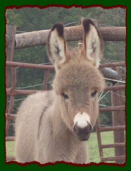 Shorecrests Sweet Caroline