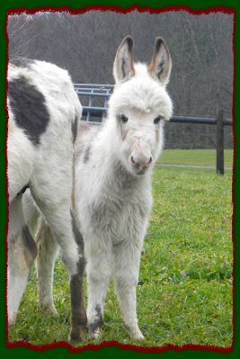 Shorecrests Piper, Spotted Miniature Donkey For Sale