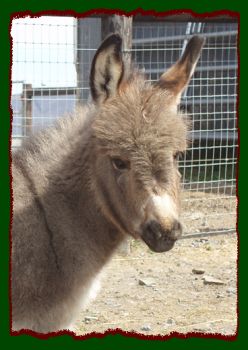 Shorecrests Pricylla