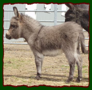 Shorecrests Pricylla