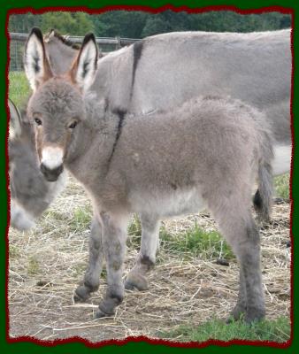Shorecrests Tonya, miniature donkey jennet for sale