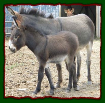 Shorecrests Sylvia, miniature donkey for sale