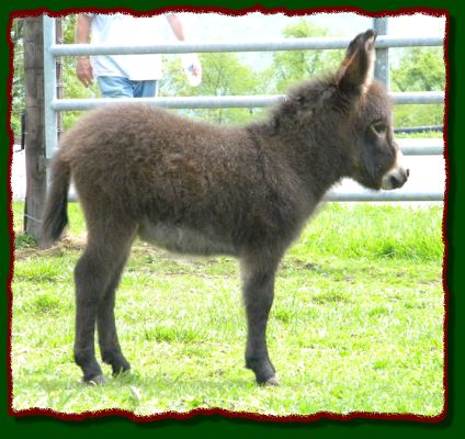 Shorecrests Gilligan