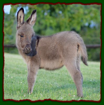 Shorecrest Eli, miniature donkey for sale.