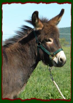 Shorecrests Cori's Valentine