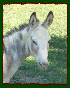 Shorecrests Laurel Highland