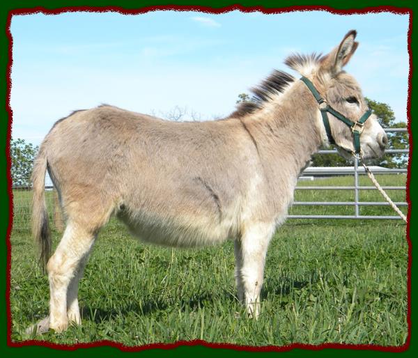 Shorecrests Midnight Saranade