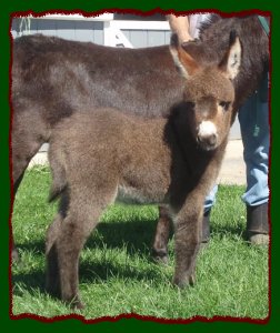 Shorecrests Elegance