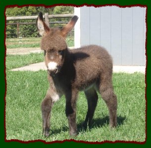 Shorecrests Elegance