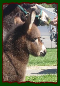 Shorecrests Elegance