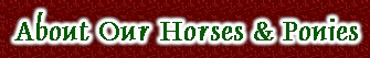 All About our Horses & Ponies