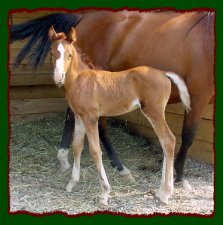 Shorecrest Hott Fudge