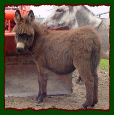 Shorecrests You Betcha Baby