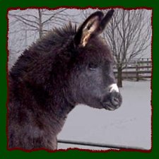 Shorecrests Bewitched