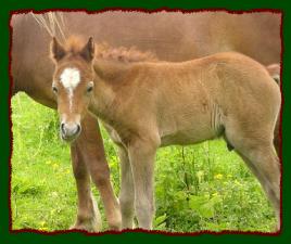 Shorecrests Cracker Jack