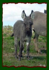 Shorecrests Unnamed Jennet