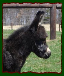 Shorecrests Dustbuster