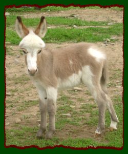 Shorecrests Little Gypsy