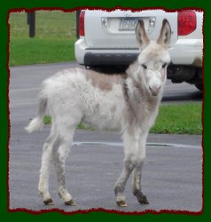 Shorecrests Laurel Highland