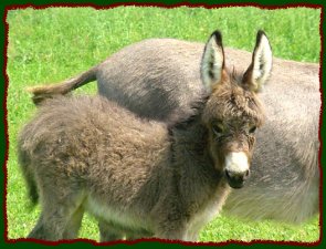 Shorecrests Mia Marie