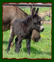 Miniature Donkey, Shorecrest's Pretty Morgan (13,936 bytes)