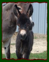 Shorecrests Reeses Pieces