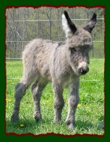 Miniature Donkey, Shorecrests Silverado (12,676 bytes)
