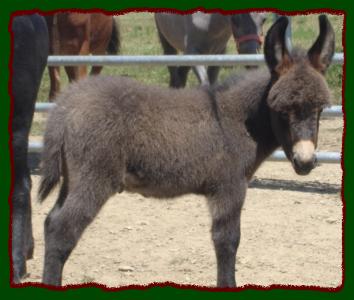 Shorecrests Smokin' Gun