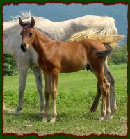 Zakk, Arabian Colt for sale