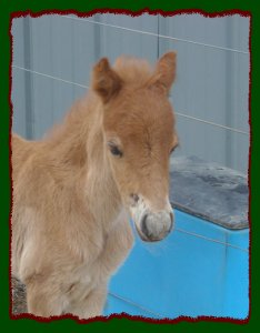 Shorecrests Caramel Apple