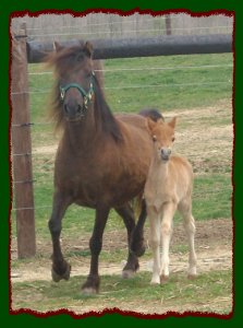 Shorecrests Caramel Apple